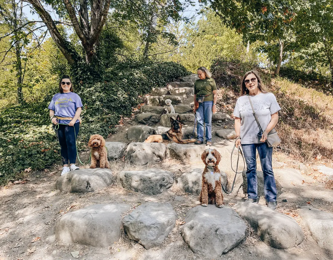 Amani K9 trainers and owners on a pack walk with their trained dogs holding a sit on stone steps