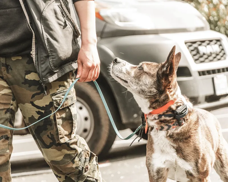A dog on a loose leash looking up at its handler in a parking lot