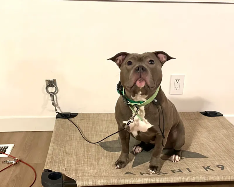 A pit bull sitting on an Amani K9 branded place cot indoors