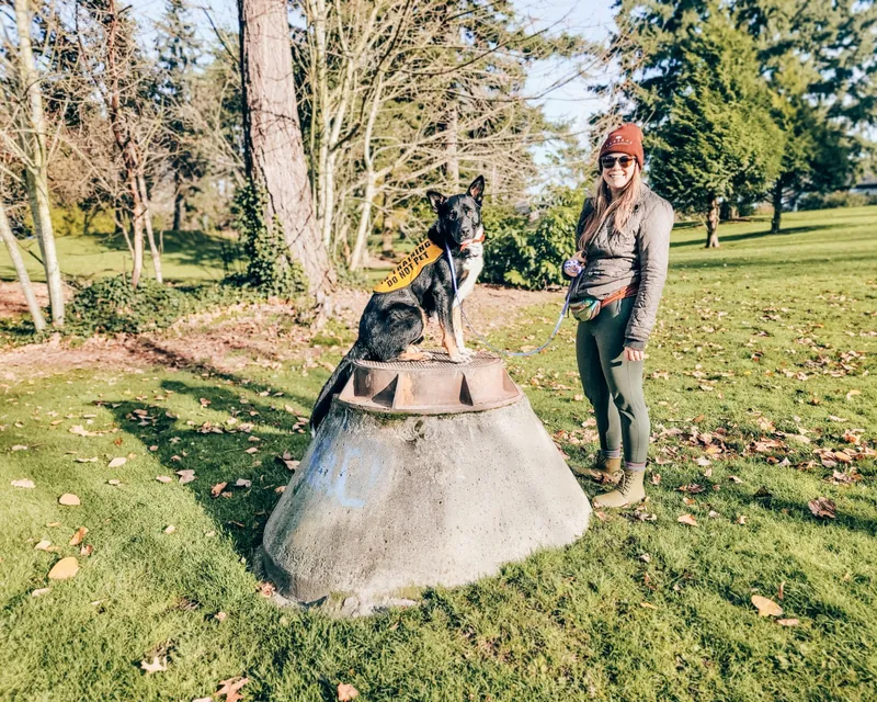 A German shepherd holding a place command on a stump beside its trainer in a park